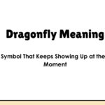 Dragonfly Meaning: The Symbol That Keeps Showing Up at the Right Moment